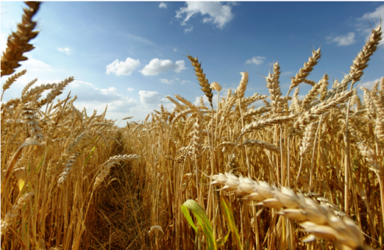 又是一年麦收时